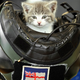 Illustration for article titled Kitten Survives 300 Miles Inside Car Bumper, Becomes Cover Of Royal Navy Calendar